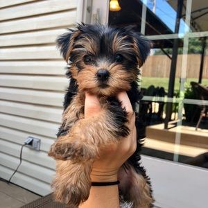 Meet your Posher, Payton